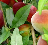 Fruit Salad Tree Company - Holiday Cairns