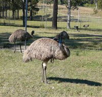 Glen Ian Ostrich and Emu Farm - Holiday Cairns