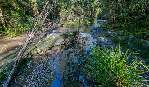 Dawson River Walking Track - Holiday Cairns 0