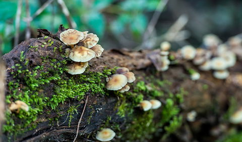 Dawson River Walking Track - Holiday Cairns 2