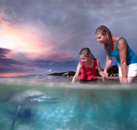 Tangalooma Dolphin Feeding - Holiday Cairns