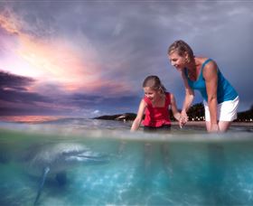 Tangalooma Dolphin Feeding - Holiday Cairns 0