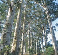The Great Forest Trees Drive - Holiday Cairns