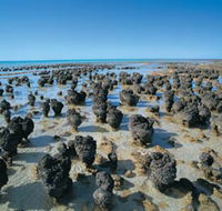 Hamelin Pool Stromatolites - Holiday Cairns