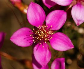 Flora - Holiday Cairns 0