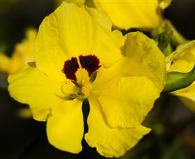 Flora - Holiday Cairns 1