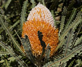 Flora - Holiday Cairns 2