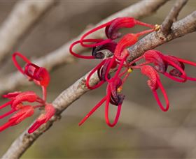 Flora - Holiday Cairns 3
