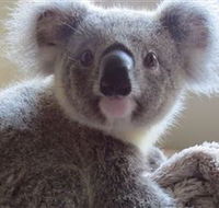 Koala Care Centre in Lismore - Holiday Cairns