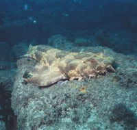 Scottish Prince Dive Site - Holiday Cairns