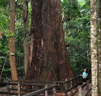 Bird Tree and Benaroon - Holiday Cairns