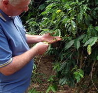 Wombah Coffee Plantation - Holiday Cairns