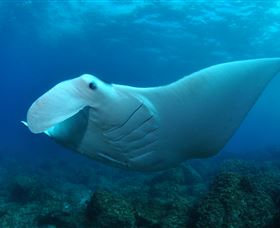 Manta Bommie Dive Site - Holiday Cairns 0