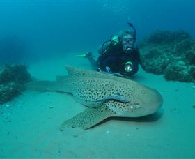 Manta Bommie Dive Site - Holiday Cairns 1