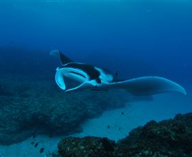 Manta Bommie Dive Site - Holiday Cairns 2