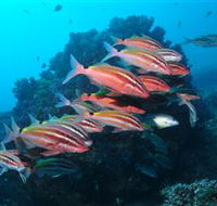 Flat Rock Dive Site - Holiday Cairns