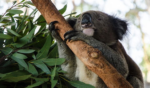 Macquarie Nature Reserve - Holiday Cairns 0