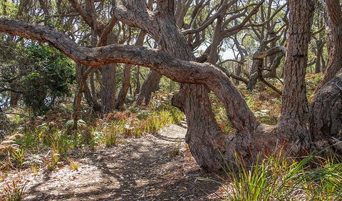 Middle Lagoon Walking Track - Holiday Cairns 2