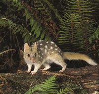 Tarkine Forest Reserve - Holiday Cairns