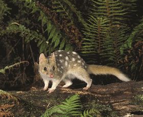 Tarkine Forest Reserve - Holiday Cairns 0