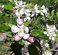 Avro Park Orchards - Holiday Cairns
