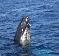 Jervis Bay Whales - Holiday Cairns