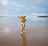 Fraser Island Adventure Tours - Holiday Cairns