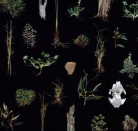 Weswal Gallery - Holiday Cairns