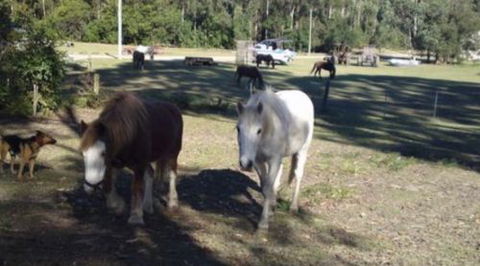 AAA Horse Riding & More - Holiday Cairns 2