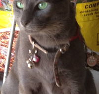 Pets and Saddles - Holiday Cairns