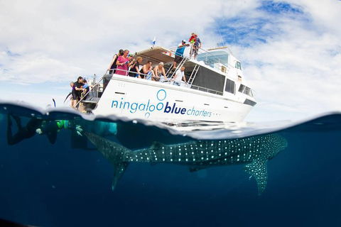 VIP Luxury Chartered Escapes, Exploring The Reef At Your Own Pace - Holiday Cairns 0
