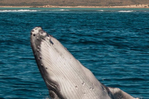 VIP Luxury Chartered Escapes, Exploring The Reef At Your Own Pace - Holiday Cairns 3