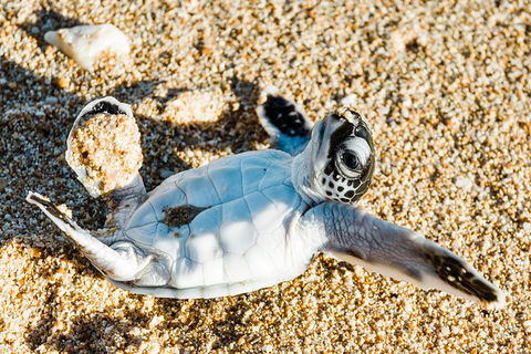 VIP Luxury Chartered Escapes, Exploring The Reef At Your Own Pace - Holiday Cairns 38