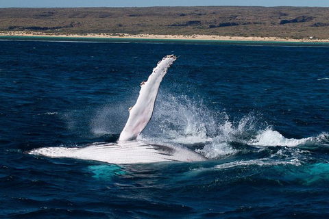 VIP Luxury Chartered Escapes, Exploring The Reef At Your Own Pace - Holiday Cairns 7