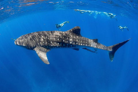 VIP Luxury Chartered Escapes, Exploring The Reef At Your Own Pace - Holiday Cairns 27