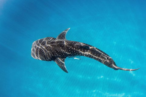 VIP Luxury Chartered Escapes, Exploring The Reef At Your Own Pace - Holiday Cairns 18