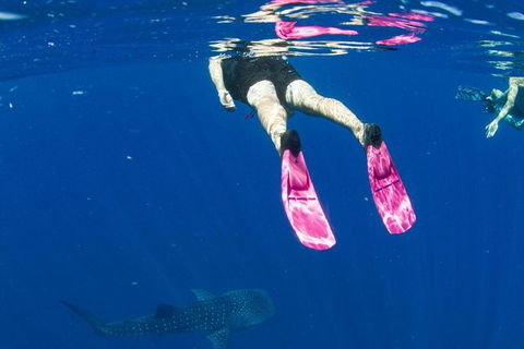 VIP Luxury Chartered Escapes, Exploring The Reef At Your Own Pace - Holiday Cairns 49