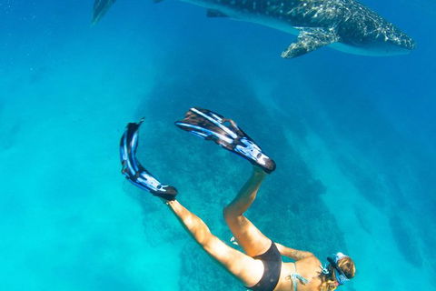 VIP Luxury Chartered Escapes, Exploring The Reef At Your Own Pace - Holiday Cairns 26
