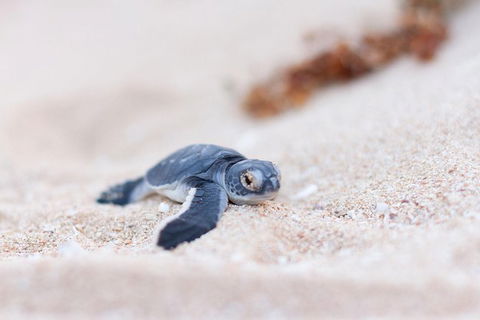 VIP Luxury Chartered Escapes, Exploring The Reef At Your Own Pace - Holiday Cairns 6
