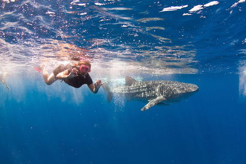 VIP Luxury Chartered Escapes, Exploring The Reef At Your Own Pace - Holiday Cairns 8