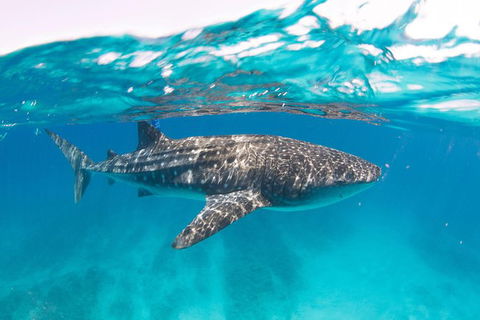 VIP Luxury Chartered Escapes, Exploring The Reef At Your Own Pace - Holiday Cairns 15