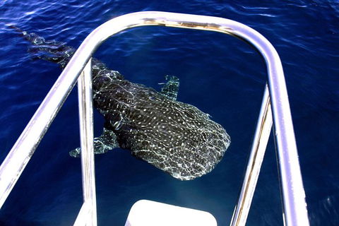 VIP Luxury Chartered Escapes, Exploring The Reef At Your Own Pace - Holiday Cairns 11