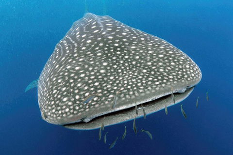 VIP Luxury Chartered Escapes, Exploring The Reef At Your Own Pace - Holiday Cairns 46
