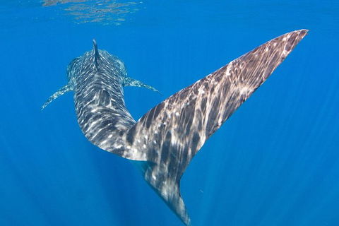 VIP Luxury Chartered Escapes, Exploring The Reef At Your Own Pace - Holiday Cairns 37