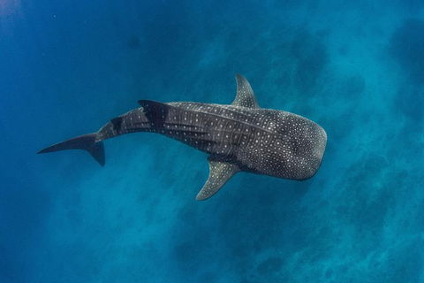 VIP Luxury Chartered Escapes, Exploring The Reef At Your Own Pace - Holiday Cairns 34