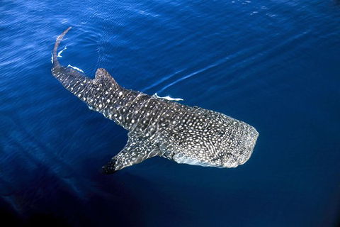 VIP Luxury Chartered Escapes, Exploring The Reef At Your Own Pace - Holiday Cairns 30