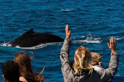 VIP Luxury Chartered Escapes, Exploring The Reef At Your Own Pace - Holiday Cairns 21
