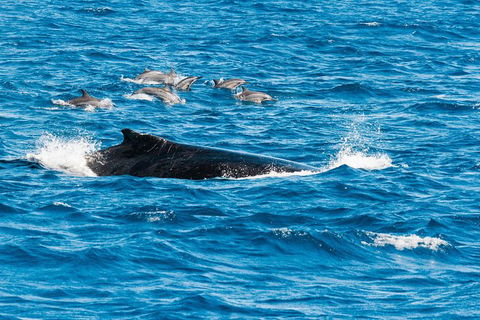 VIP Luxury Chartered Escapes, Exploring The Reef At Your Own Pace - Holiday Cairns 19