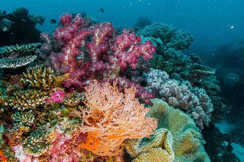 VIP Luxury Chartered Escapes, Exploring The Reef At Your Own Pace - Holiday Cairns 33