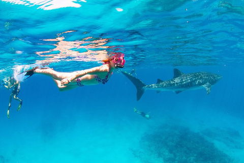 VIP Luxury Chartered Escapes, Exploring The Reef At Your Own Pace - Holiday Cairns 35